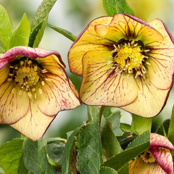 Helleborus 'Anja', Helleboro, Elleboro, Rosa di Natale - vaso Ø13 cm Helleborus 'Anja', Helleboro, Elleboro, Rosa di Natale - vaso Ø13 cm