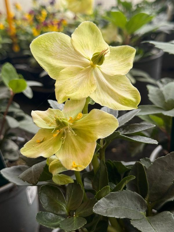 Helleborus 'Anja', Helleboro, Elleboro, Rosa di Natale - vaso Ø13 cm Helleborus 'Anja', Helleboro, Elleboro, Rosa di Natale - vaso Ø13 cm