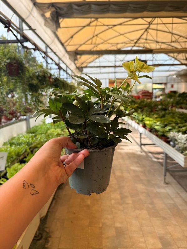 Helleborus 'Anja', Helleboro, Elleboro, Rosa di Natale - vaso Ø13 cm