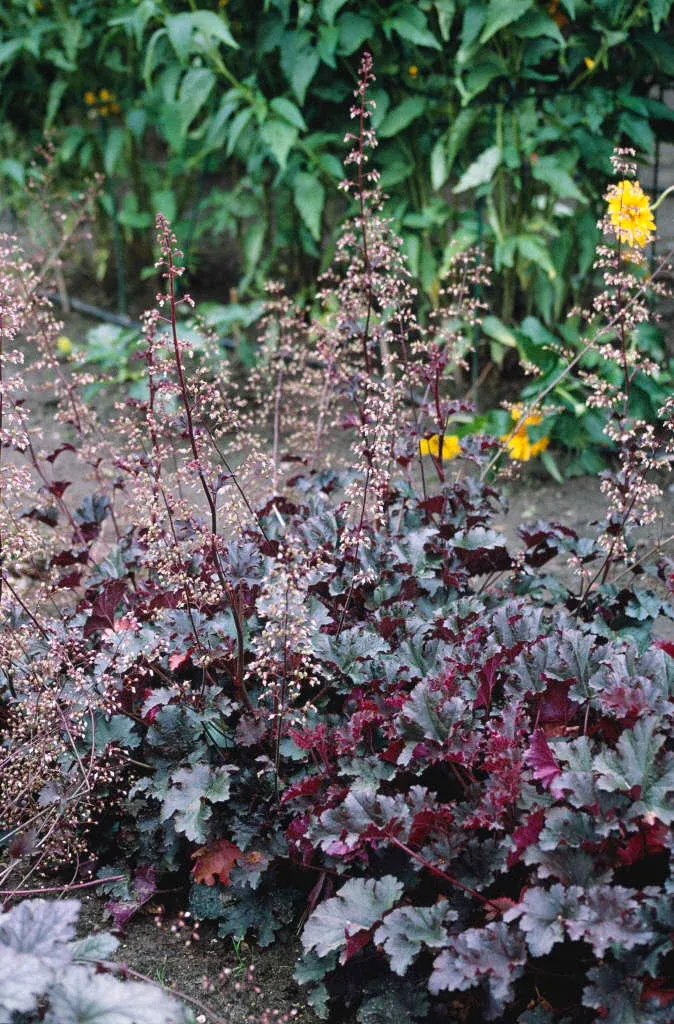 Heuchera 'Purple Petticoats' - vaso Ø13 cm Heuchera 'Purple Petticoats' - vaso Ø13 cm