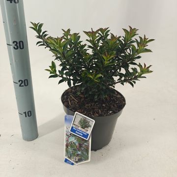 Ilex crenata 'Jenny'  - vaso Ø17 cm