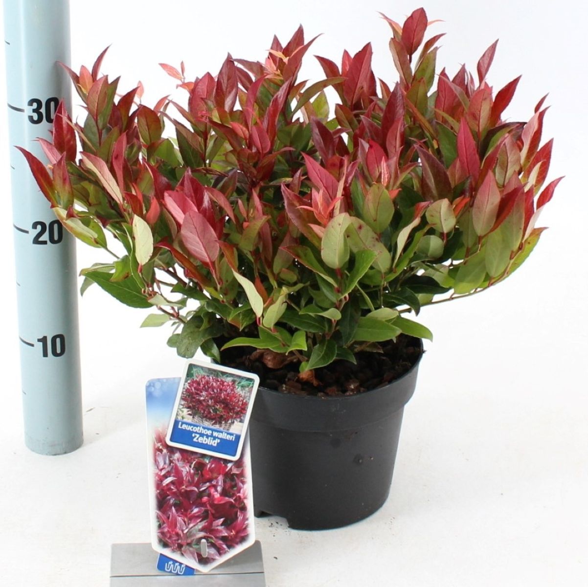 Leucothoe axillaris 'Zeblid'  - vaso Ø23 cm