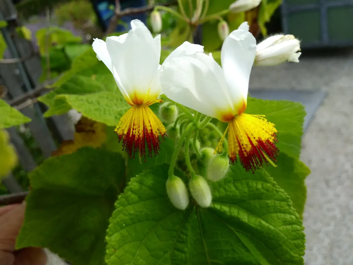Sparrmannia africana - vaso Ø18 cm Sparrmannia africana - vaso Ø18 cm