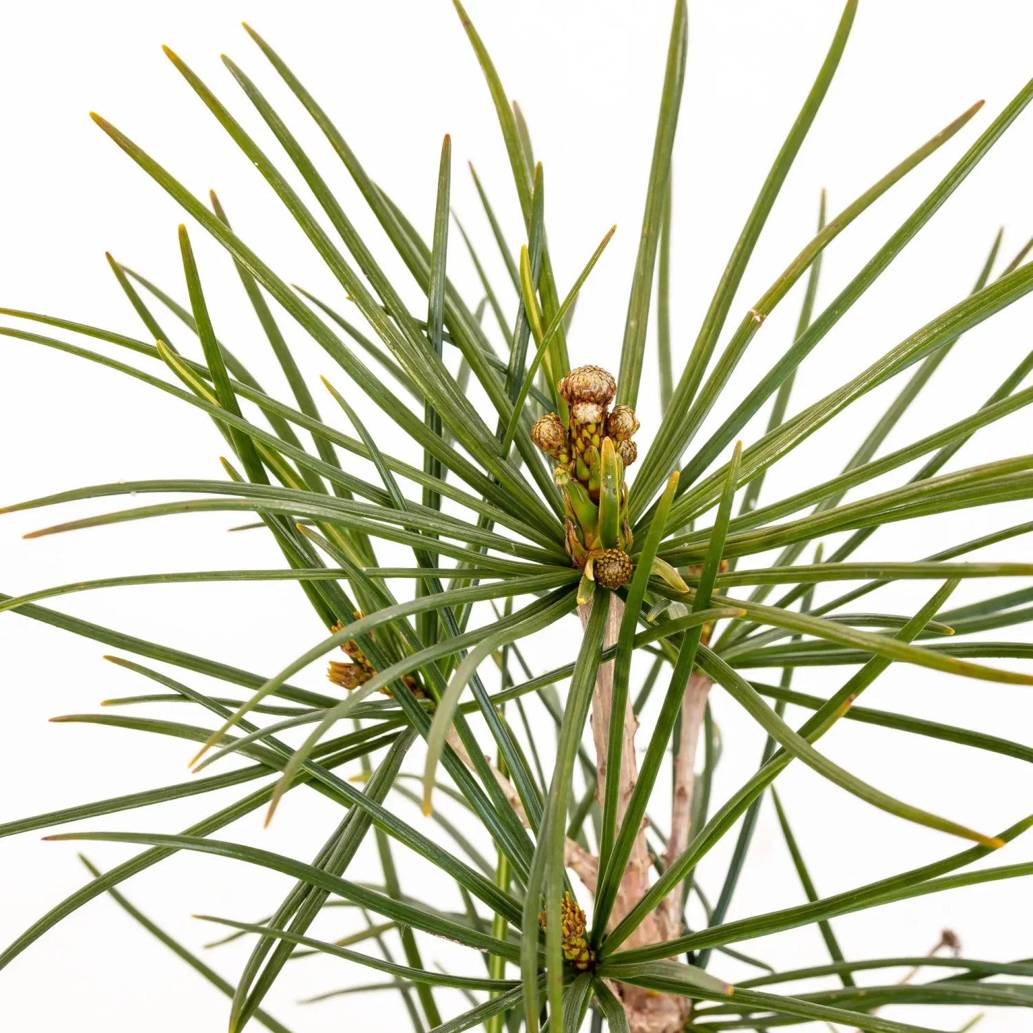Sciadopitys verticillata - vaso Ø24 cm