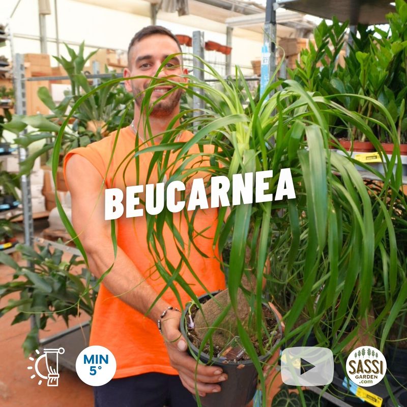 Beucarnea, Beaucarnea, Nolina Recurvata, Mangiafumo - ciotola Ø17 cm