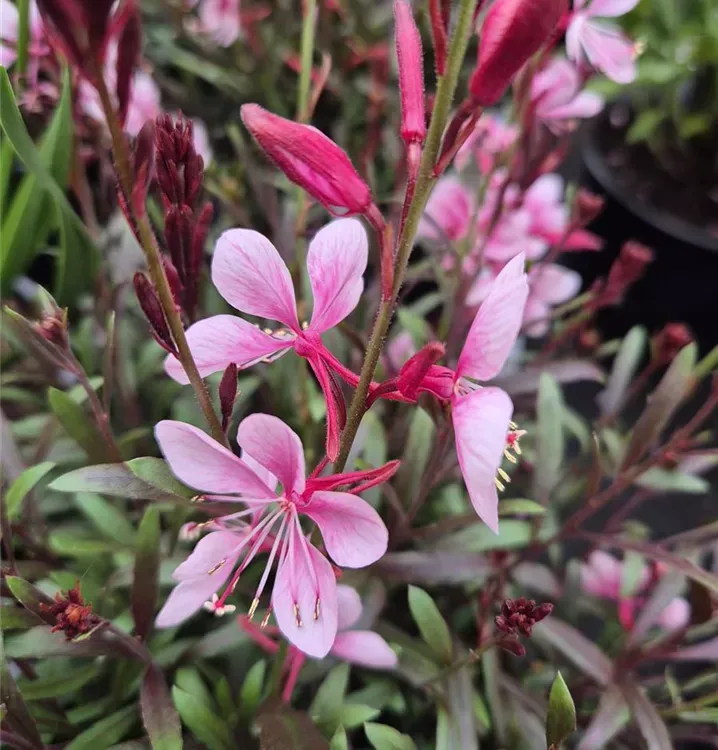 Gaura lindheimeri 'Gaudi medium rose' - vaso Ø10 cm Gaura lindheimeri 'Gaudi medium rose' - vaso Ø10 cm