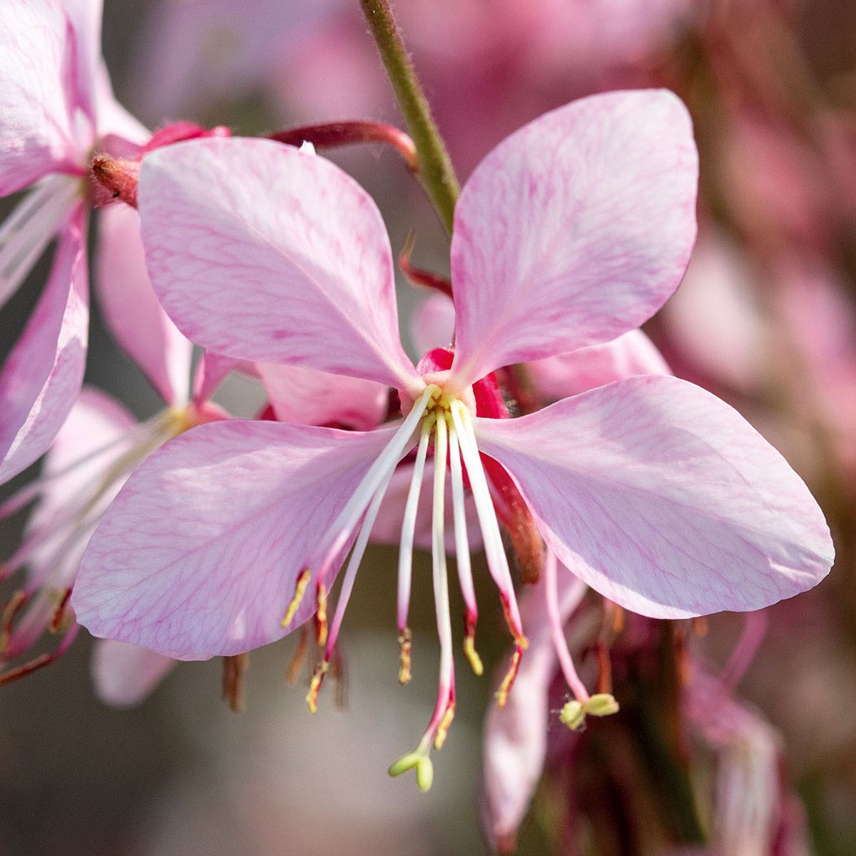 Gaura lindheimeri 'Emmeline pink bouquet' - vaso Ø10 cm Gaura lindheimeri 'Emmeline pink bouquet' - vaso Ø10 cm
