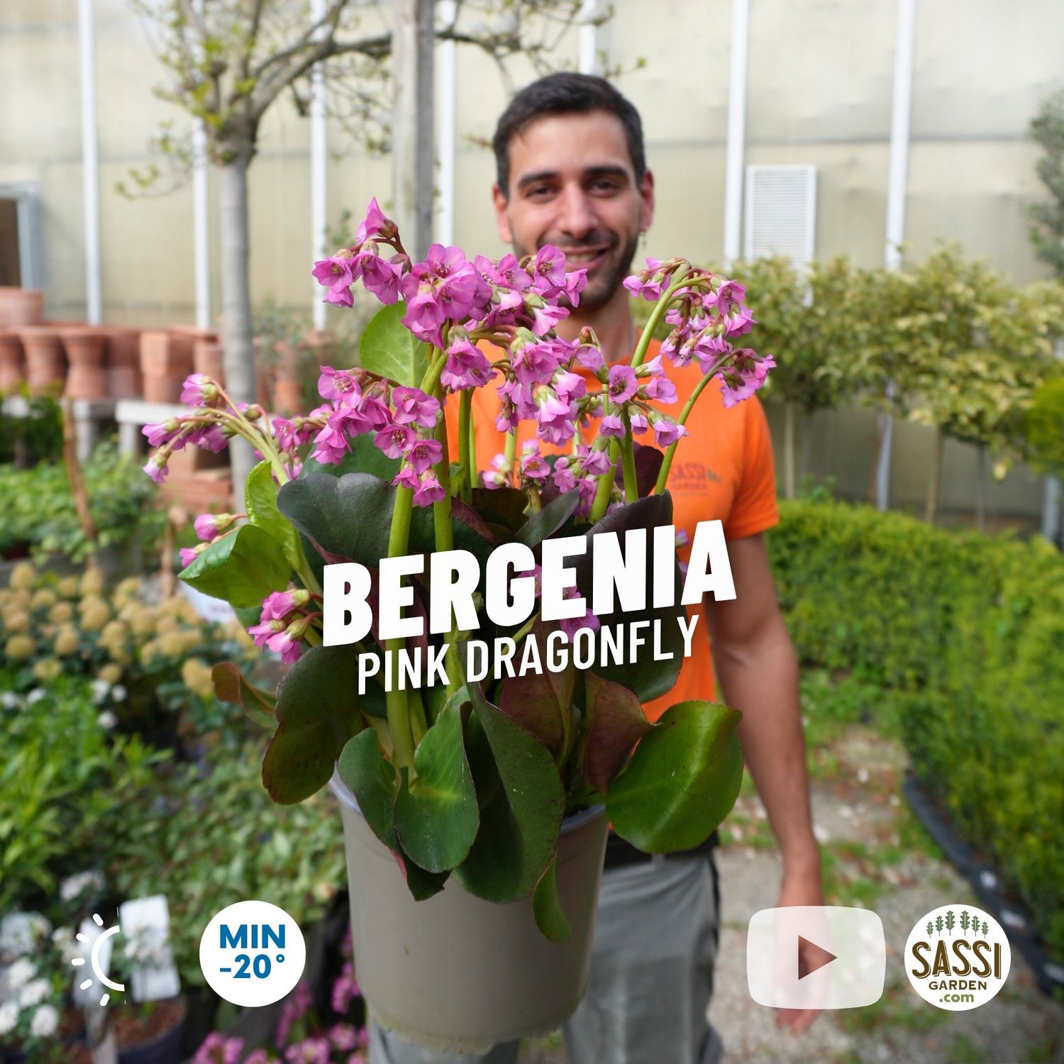 Bergenia ‘Rotblum' Fiore ROSA TENUE / LILLA - vaso Ø18 cm Bergenia ‘Rotblum' Fiore ROSA TENUE / LILLA - vaso Ø18 cm