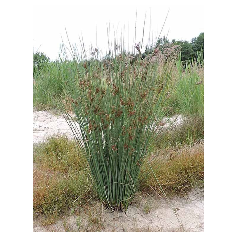 Juncus inflexus glaucus, giunco palustre - vaso Ø10 cm Juncus inflexus glaucus, giunco palustre - vaso Ø10 cm