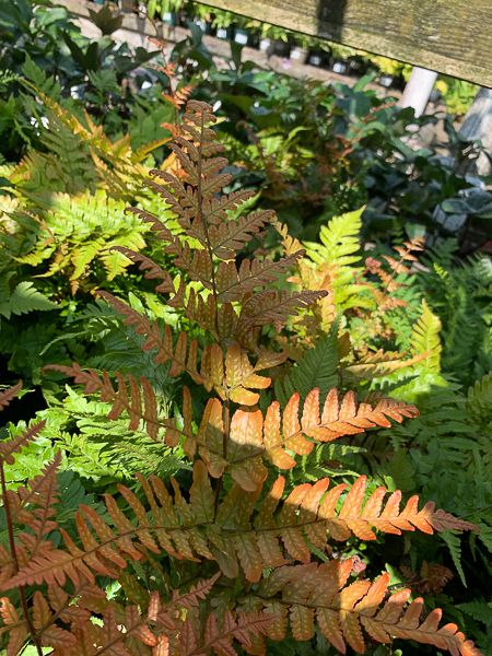 Felce Autunnale, Dryopteris erythrosora 'Koidzumiana' - vaso Ø19 cm