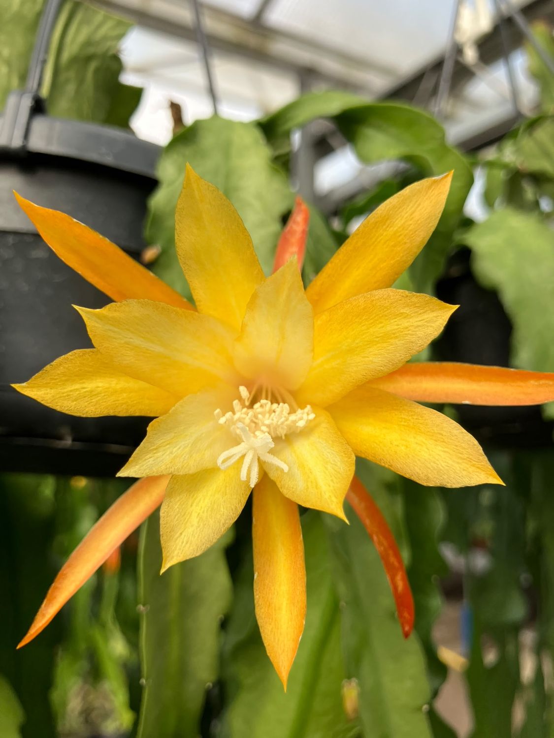 Epiphyllum 'Massimo' - Basket Ø14 cm Epiphyllum 'Massimo' - Basket Ø14 cm