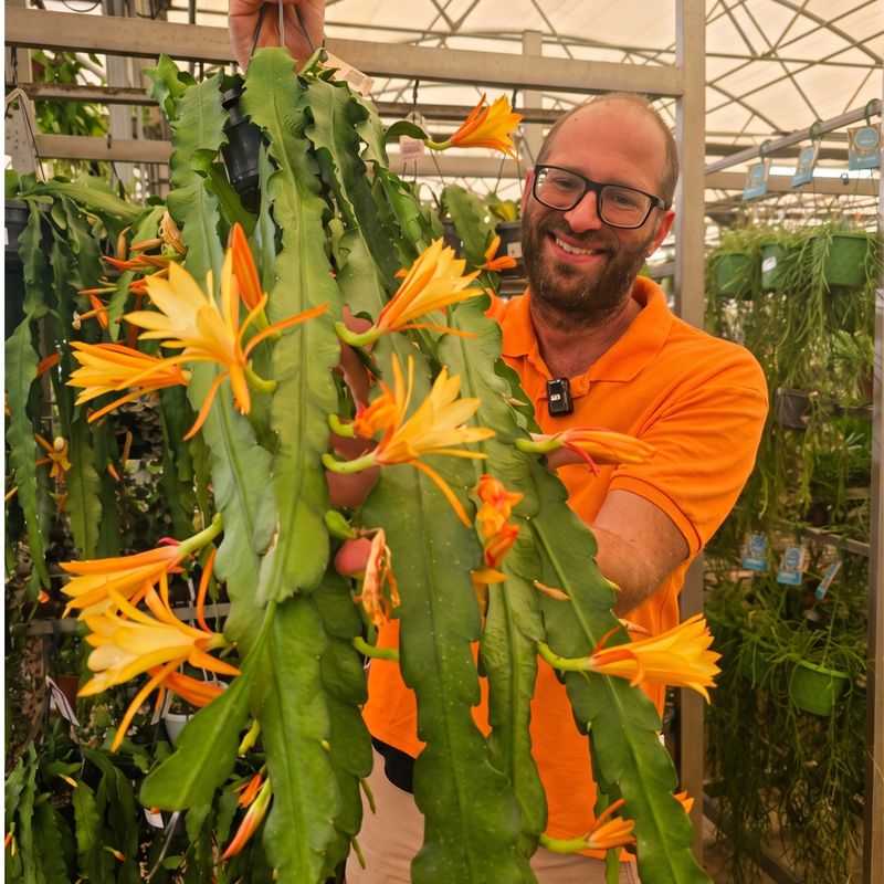 Epiphyllum 'Massimo' - Basket Ø14 cm