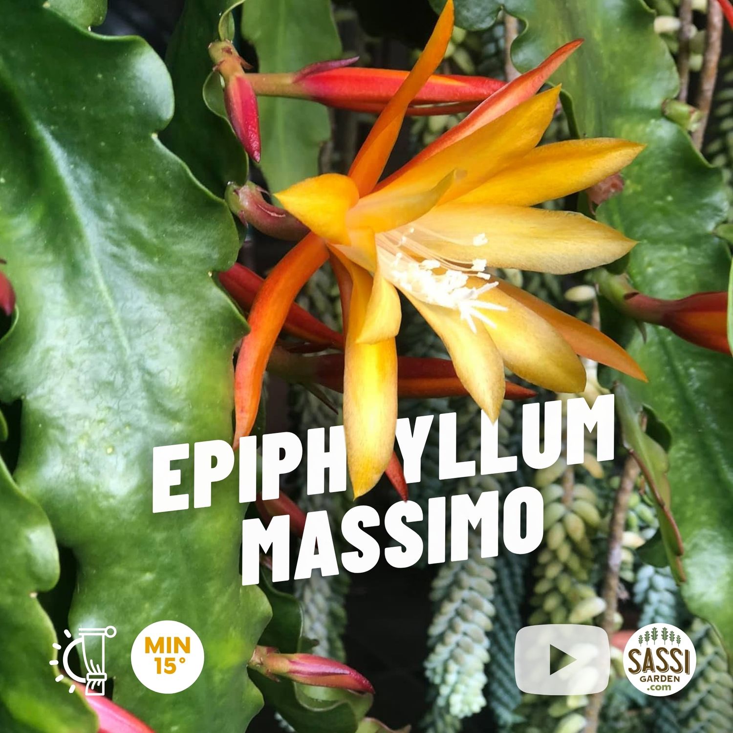Epiphyllum 'Massimo' - basket Ø14 cm