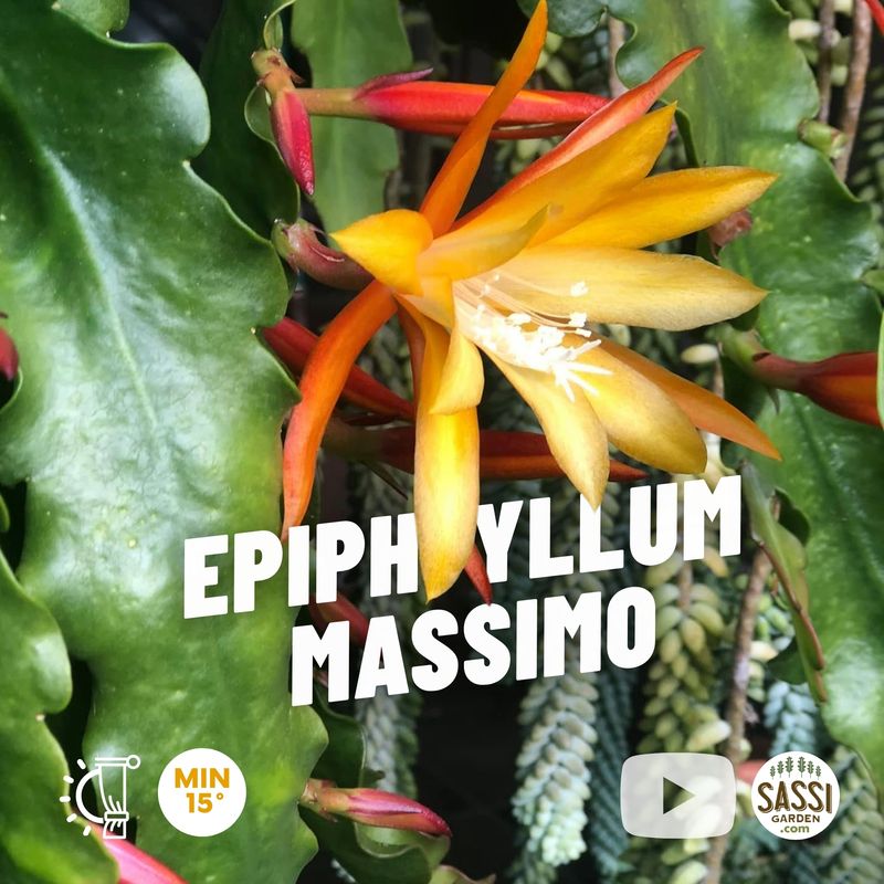 Epiphyllum 'Massimo' - Basket Ø14 cm