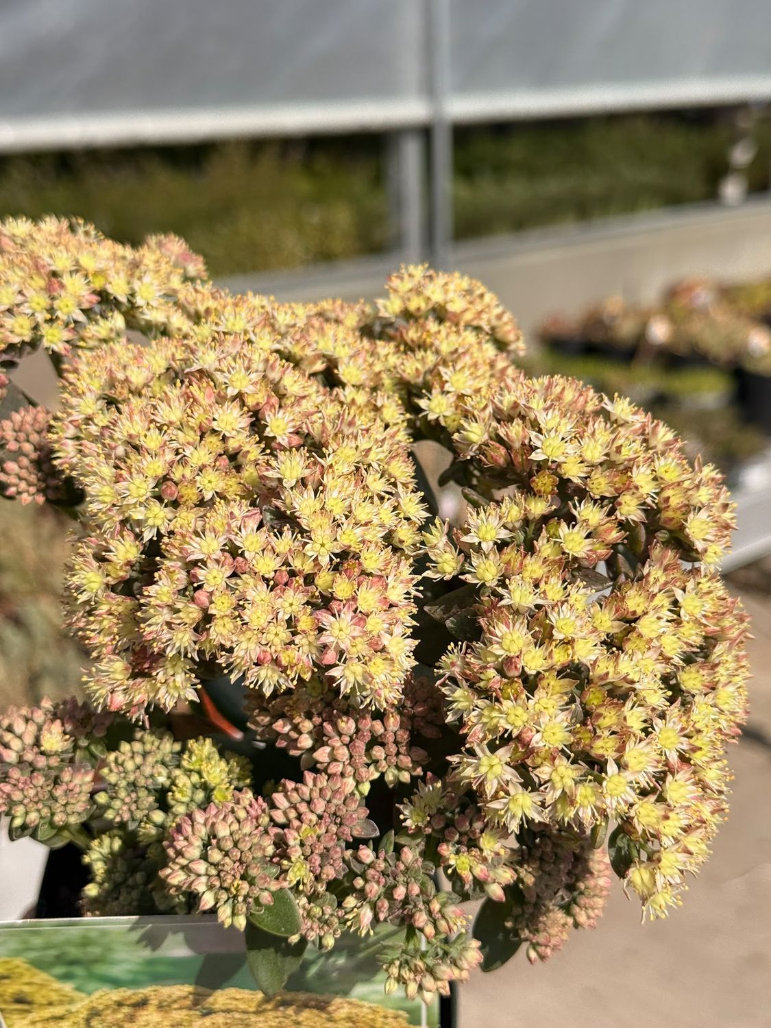 Sedum telephium seduction 'Yellow' - vaso Ø11 cm Sedum telephium seduction 'Yellow' - vaso Ø11 cm