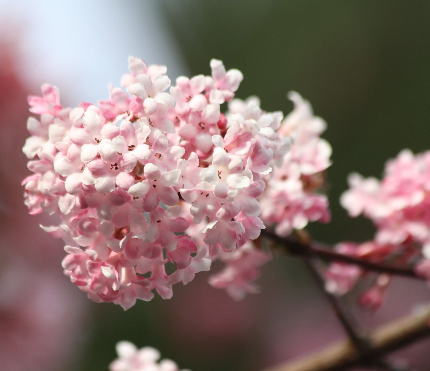 Viburnum × bodnantense 'Charles Lamont', Viburno - vaso Ø19 cm Viburnum × bodnantense 'Charles Lamont', Viburno - vaso Ø19 cm