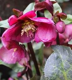 Helleborus orientalis 'Early Pink', Helleboro, Elleboro, Rosa di Natale - vaso Ø13 cm Helleborus orientalis 'Early Pink', Helleboro, Elleboro, Rosa di Natale - vaso Ø13 cm