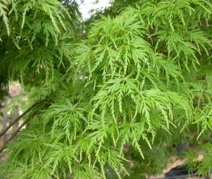 Acer palmatum ‘Seiryu’ acero giapponese Seiryu - vaso Ø23 cm Acer palmatum ‘Seiryu’ acero giapponese Seiryu - vaso Ø23 cm