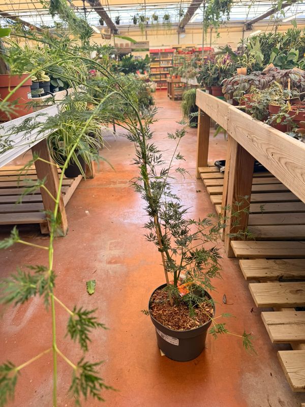 Acer palmatum ‘Seiryu’  acero giapponese Seiryu - vaso Ø23 cm