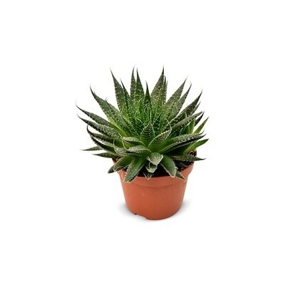 Aloe aristata - vaso Ø15 cm Aloe aristata - vaso Ø15 cm