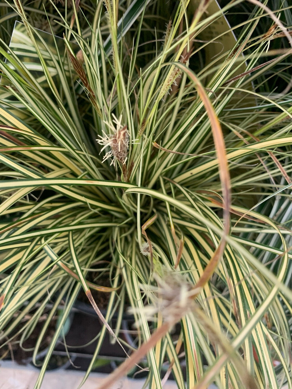 Carex oshimensis 'Evergold' - vaso Ø10 cm Carex oshimensis 'Evergold' - vaso Ø10 cm