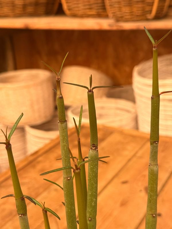 Ceropegia Dichotoma - vaso Ø13 cm Ceropegia Dichotoma - vaso Ø13 cm