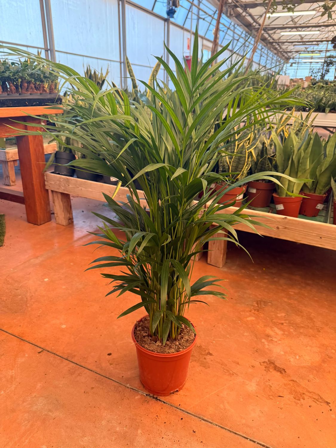 Areca, Dypsis lutescens - vaso Ø21 cm