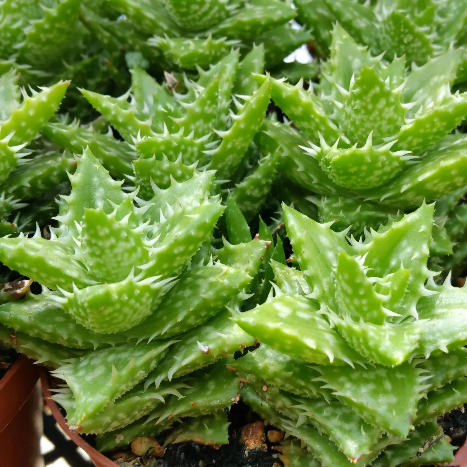 Aloe Squarrosa - vaso Ø5.5 cm Aloe Squarrosa - vaso Ø5.5 cm