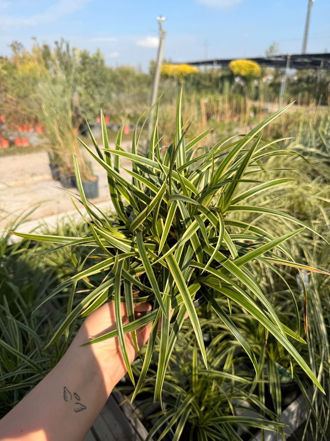 Carex Morrowii variegato - vaso Ø17 cm Carex Morrowii variegato - vaso Ø17 cm