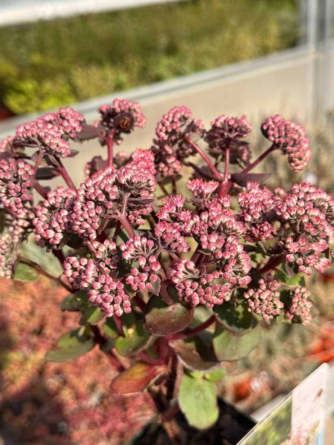 Sedum telephium seduction 'Cherry chocolate' - vaso Ø11 cm Sedum telephium seduction 'Cherry chocolate' - vaso Ø11 cm