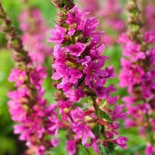 Lythrum Salicaria 'Robert', salcerella - vaso Ø11 cm Lythrum Salicaria 'Robert', salcerella - vaso Ø11 cm