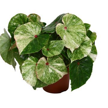Begonia conchifolia 'Rouge variegata' - vaso Ø17 cm Begonia conchifolia 'Rouge variegata' - vaso Ø17 cm
