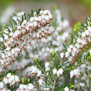 Erica Darleyensis 'White Perfection' - vaso Ø12 cm Erica Darleyensis 'White Perfection' - vaso Ø12 cm