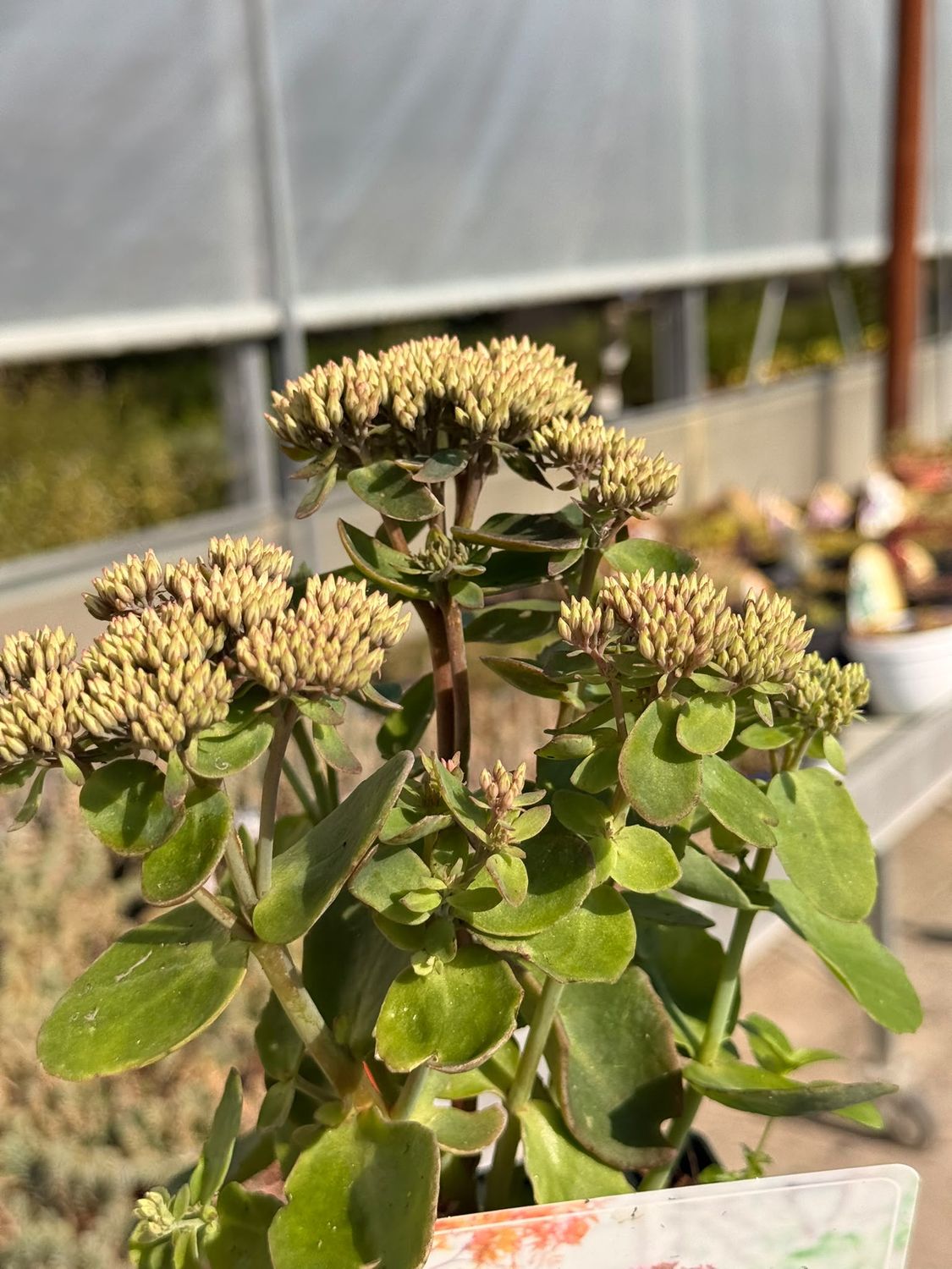 Sedum telephium seduction 'Pink' - vaso Ø11 cm Sedum telephium seduction 'Pink' - vaso Ø11 cm