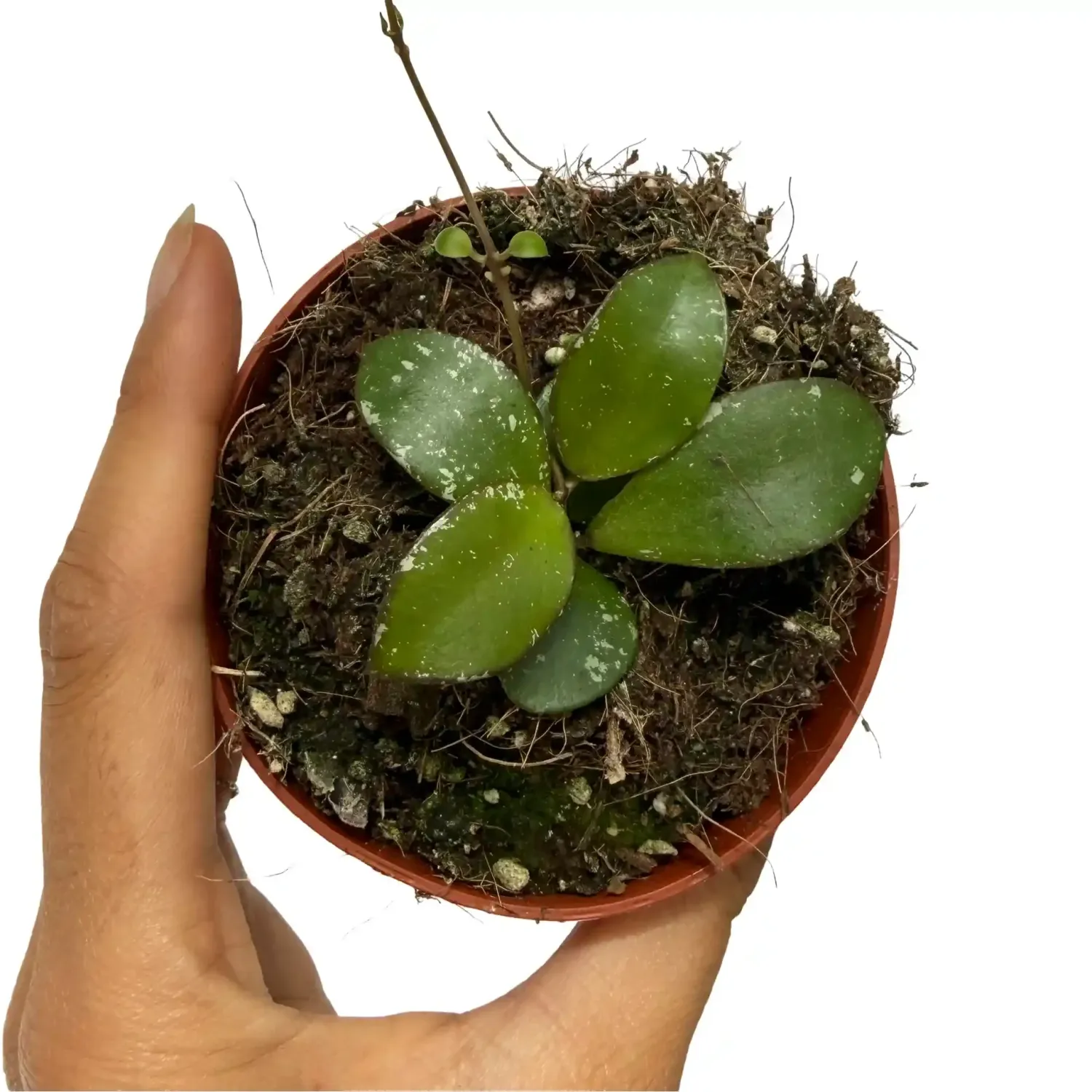 Hoya sp. Mini coin 'Kalimantan' - vaso Ø8 cm Hoya sp. Mini coin 'Kalimantan' - vaso Ø8 cm