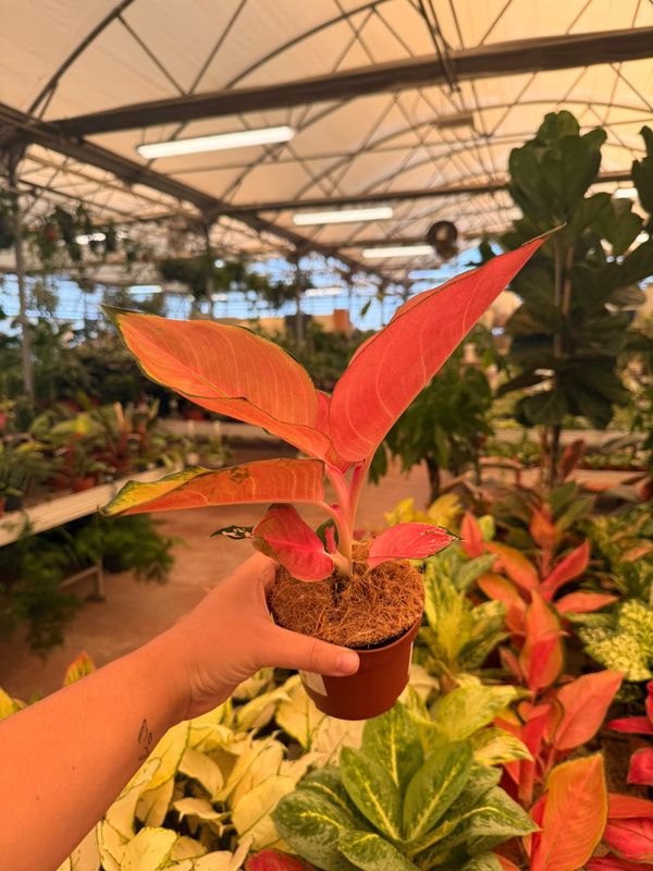 Aglaonema 'Flamingo' - vaso Ø10 cm