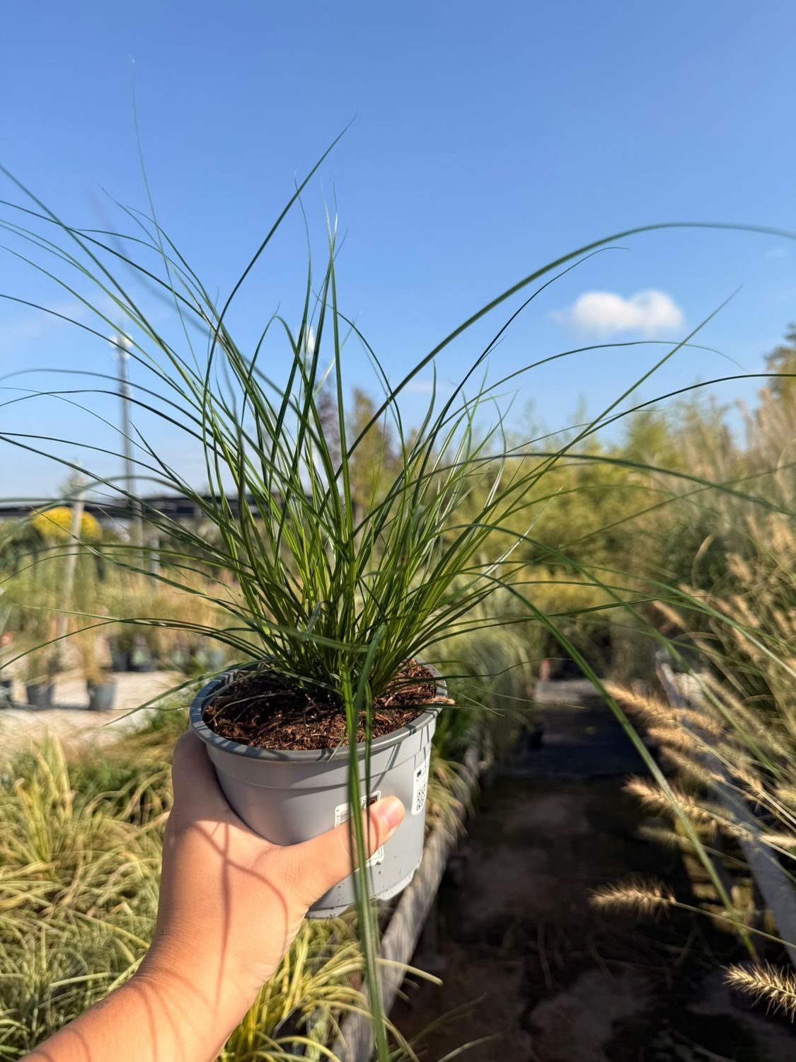 Carex brunnea - vaso Ø13 cm Carex brunnea - vaso Ø13 cm