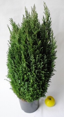 Chamaecyparis lawsoniana - Cipresso di Lawson - vaso Ø13 cm Chamaecyparis lawsoniana - Cipresso di Lawson - vaso Ø13 cm