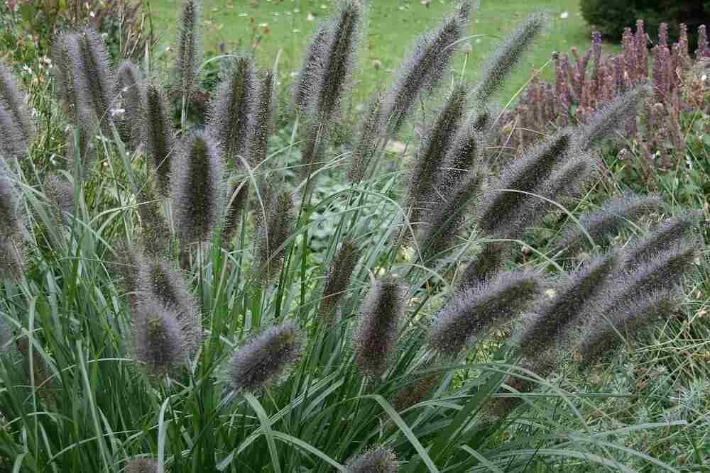 Pennisetum alopecuroides 'Black Beauty' - vaso Ø23 cm Pennisetum alopecuroides 'Black Beauty' - vaso Ø23 cm