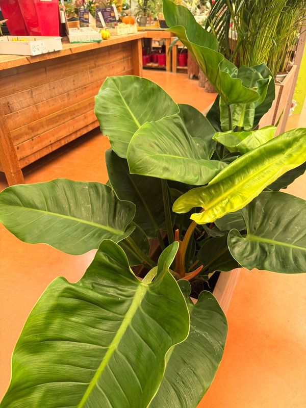 Philodendron Erubescens 'Imperial Green', Filodendro - vaso Ø24 cm