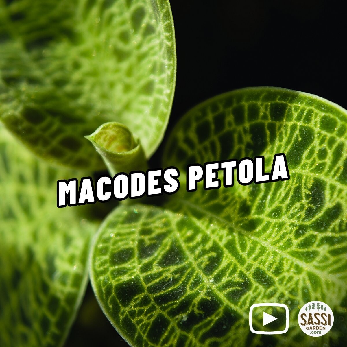 Macodes petola, Orchidea gioiello - vaso Ø9 cm Macodes petola, Orchidea gioiello - vaso Ø9 cm