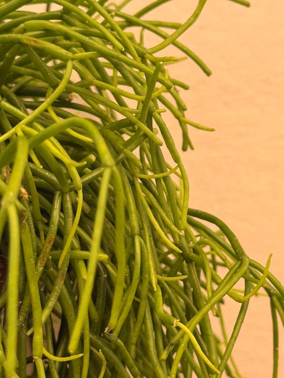 Rhipsalis Baccifera 'Oasis' - vaso Ø17 cm Rhipsalis Baccifera 'Oasis' - vaso Ø17 cm