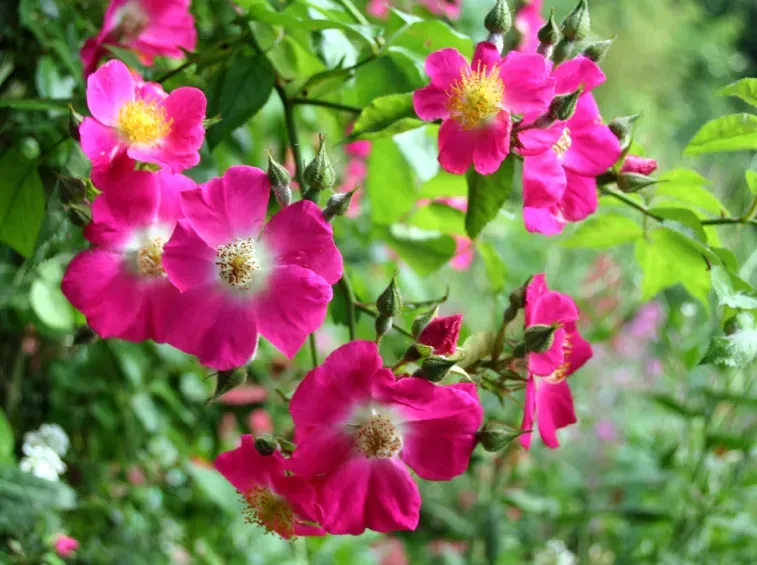 Rosa Rose, rampicante, American Pillar ® - Vaso 3 litri Rosa Rose, rampicante, American Pillar ® - Vaso 3 litri