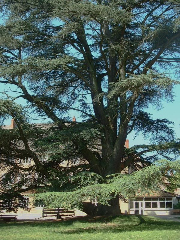 Cedrus Atlantica, Cedro dell'atlante - alveolo forestale Cedrus Atlantica, Cedro dell'atlante - alveolo forestale