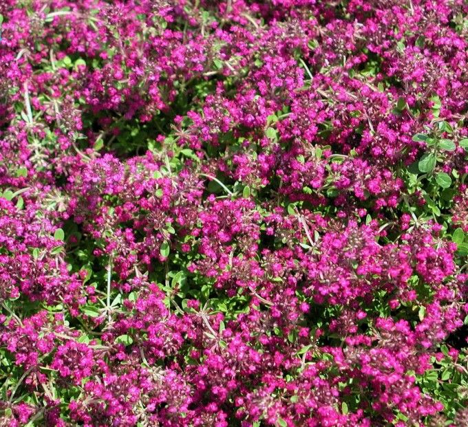Timo serpentillo, Timo serpillo 'Magic Carpet', Thymus - alveolo forestale Timo serpentillo, Timo serpillo 'Magic Carpet', Thymus - alveolo forestale