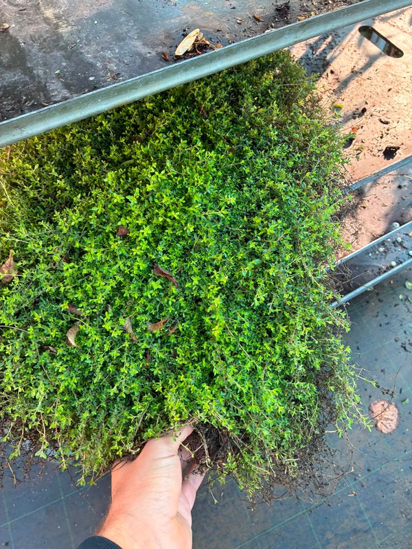 Timo serpentillo, Timo serpillo 'Magic Carpet', Thymus - alveolo forestale PIANTA POTATA COME DA FOTO