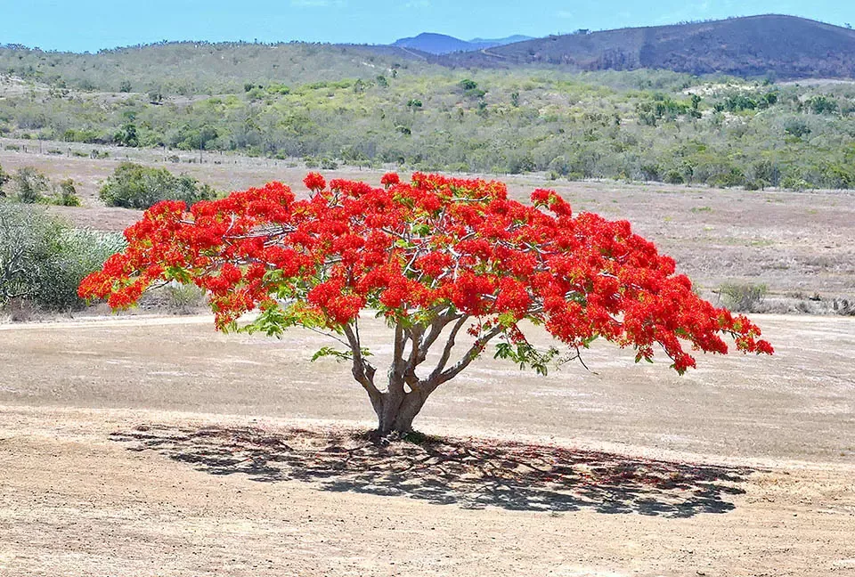 Delonix regia, Flamboyant, albero fiammeggiante, poinciana reale - alveolo forestale Delonix regia, Flamboyant, albero fiammeggiante, poinciana reale - alveolo forestale