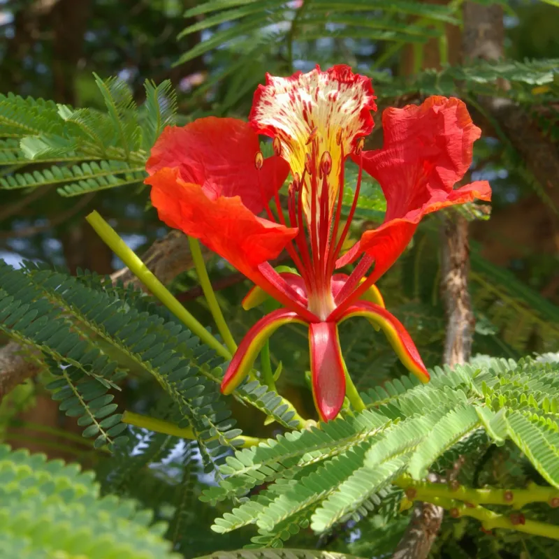 Delonix regia, Flamboyant, albero fiammeggiante, poinciana reale - alveolo forestale