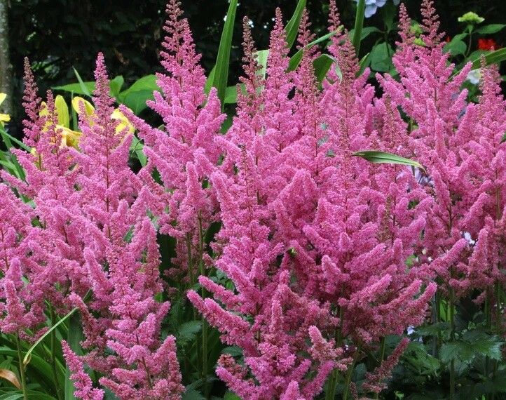 Astilbe 'Visions in White' - vaso Ø18 cm