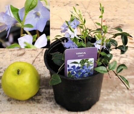 Vinca minor, Pervinca - vaso Ø18 cm